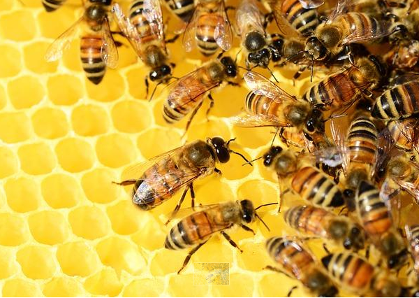 ROZPORZĄDZENIE NR 8 WOJEWODY LUBELSKIEGO z dnia 16 kwietnia 2024 r. uchylające rozporządzenie w sprawie zwalczania zgnilca amerykańskiego pszczół na terenie powiatu zamojskiego i biłgorajskiego