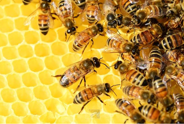 ROZPORZĄDZENIE NR 8 WOJEWODY LUBELSKIEGO z dnia 16 kwietnia 2024 r. uchylające rozporządzenie w sprawie zwalczania zgnilca amerykańskiego pszczół na terenie powiatu zamojskiego i biłgorajskiego