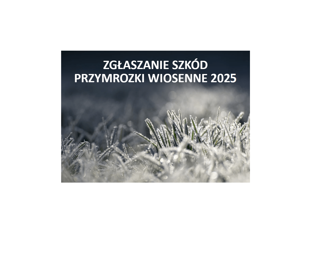 Szacowanie strat w uprawach w wyniku wiosennych przymrozków