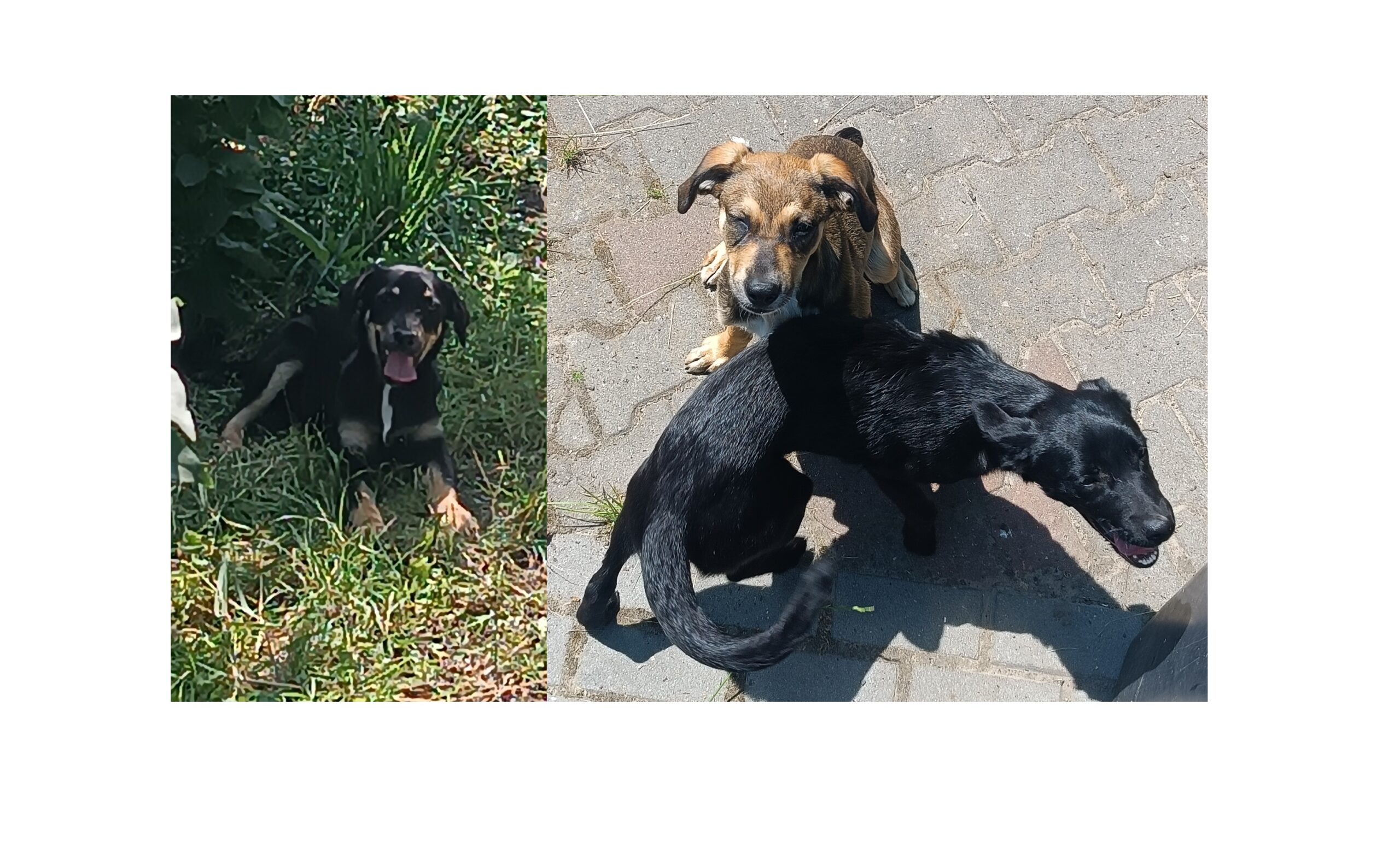 INFORMACJA W SPRAWIE ADOPCJI PSÓW