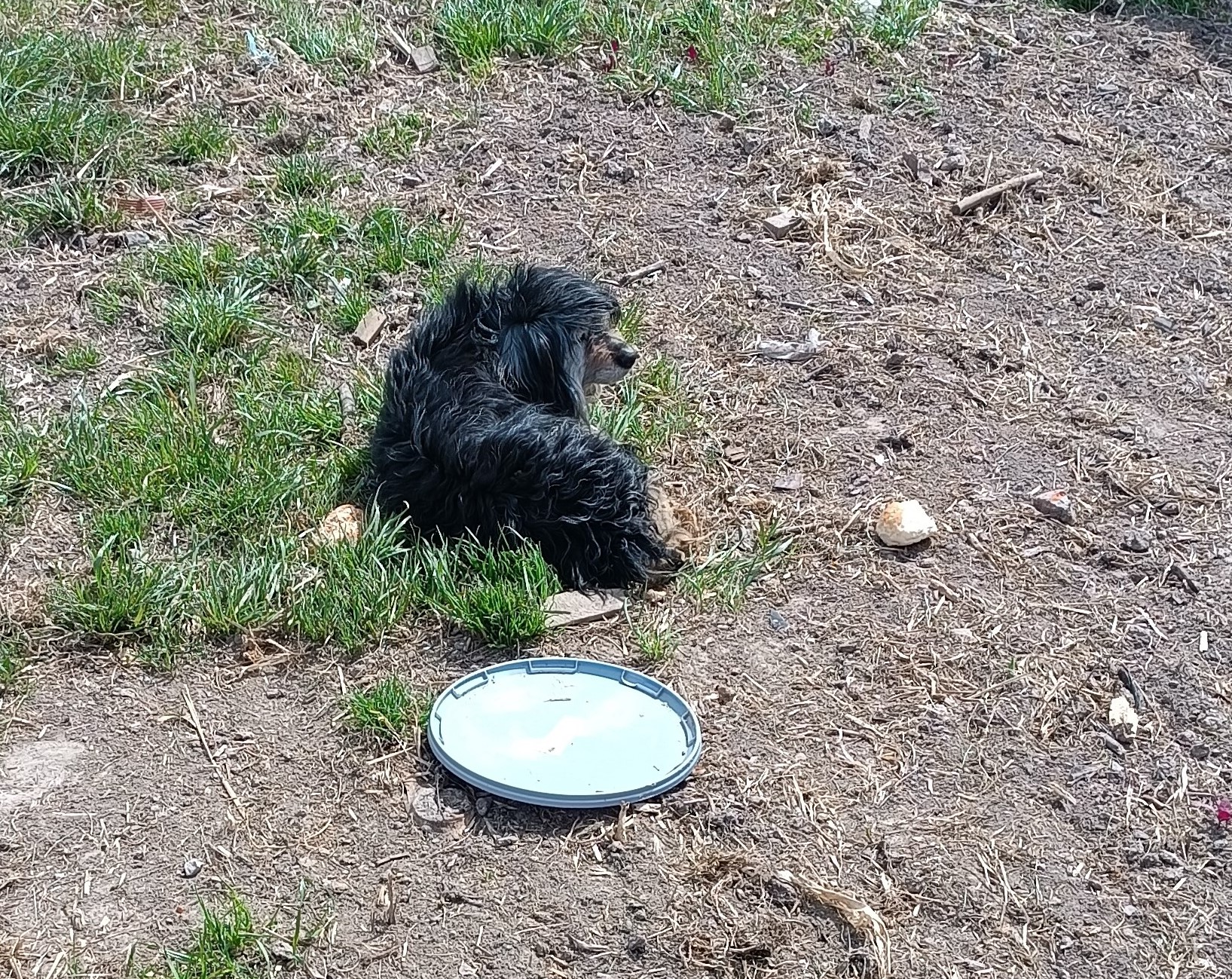 Poszukujemy właściciela psa