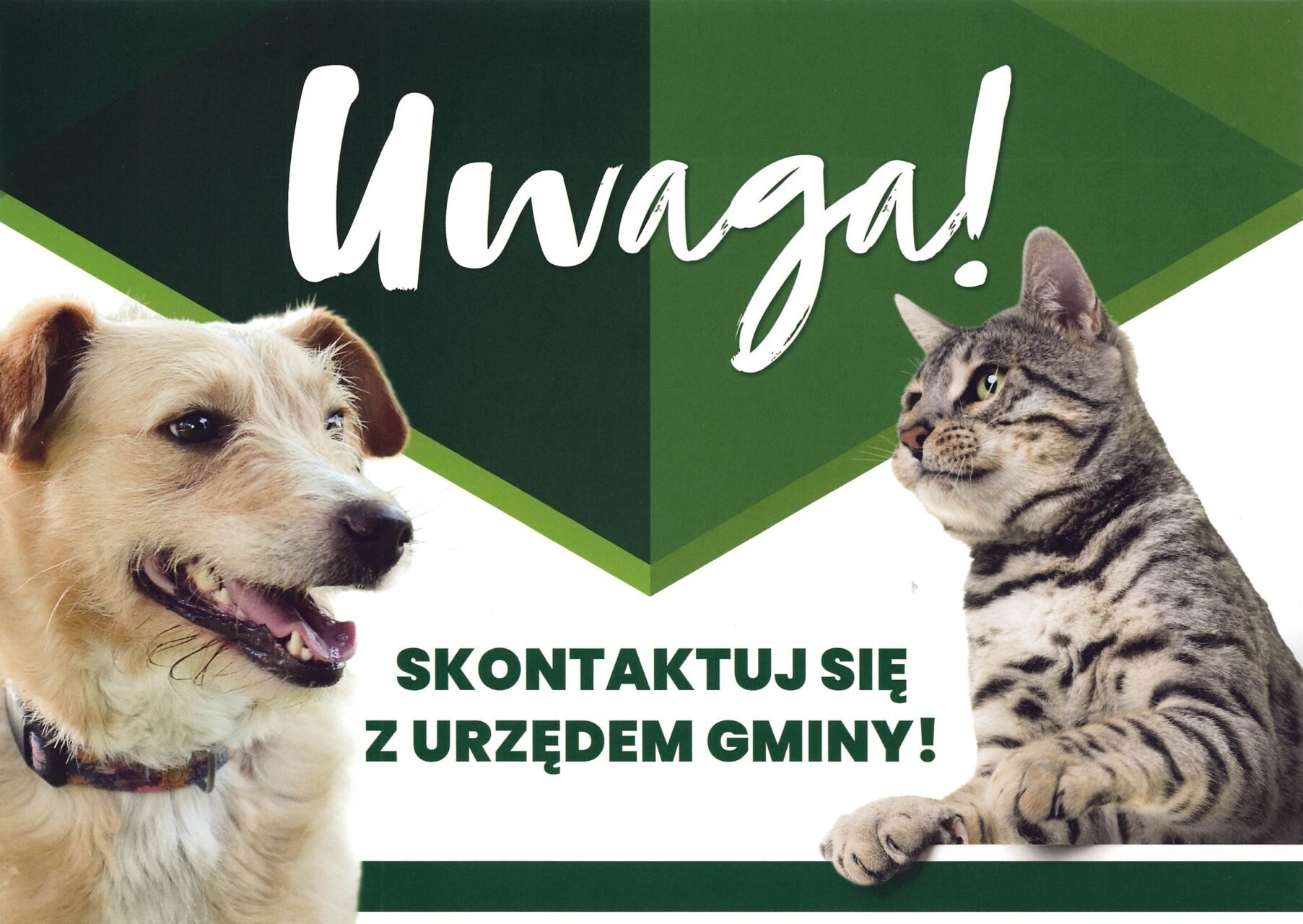 Plakat informacyjny w kolorach zieleni i bieli promujący akcję bezpłatnej kastracji zwierząt. Po prawej stronie widoczne zdjęcia psa (u góry) i kota (na dole). Centralnie duży napis: „Rusz akcja bezpłatnej kastracji zwierząt!”. Obok hasło „Uwaga!” oraz informacja „Skontaktuj się z urzędem gminy”. Po lewej stronie tekst: „Opieka nad zwierzętami to także kontrola ich rozmnażania”. Niżej szczegóły: akcja dla mieszkańców gminy Radecznica, od 4 maja 2026 r. do 30 listopada 2026 r., możliwość skorzystania z bezpłatnego zabiegu kastracji i znakowania psa lub kota. Na dole logo i nazwa organizacji „Zwierz – Ogólnopolska Fundacja na rzecz Ochrony Zwierząt” oraz informacja o pozytywnym wpływie kastracji na zdrowie zwierząt i ograniczenie ich populacji.