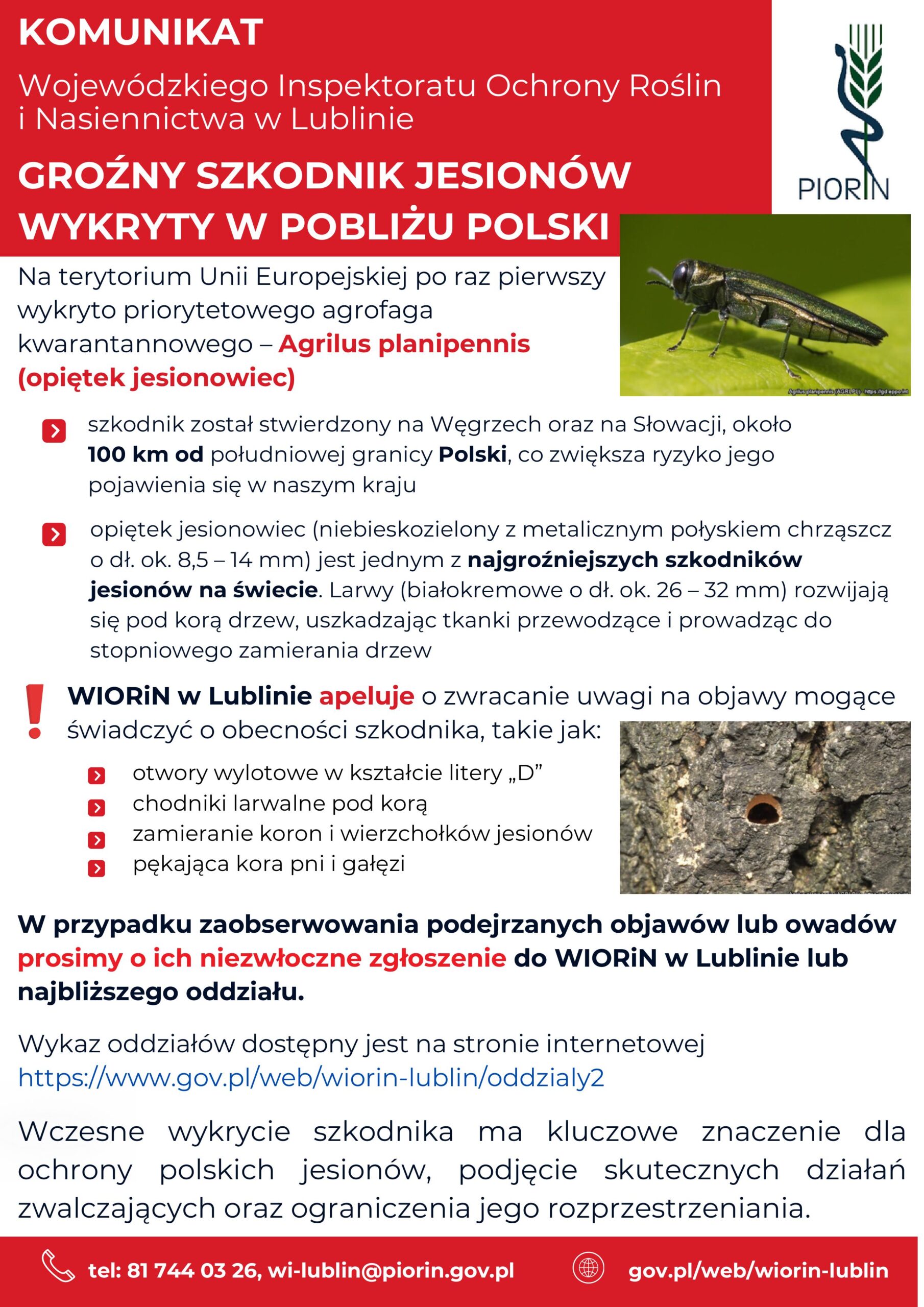 Komunikat Wojewódzkiego Inspektoratu Ochrony Roślin i Nasiennictwa w Lublinie o wykryciu w pobliżu Polski groźnego szkodnika jesionów – opiętka jesionowca (Agrilus planipennis). Informacja wskazuje, że szkodnik został po raz pierwszy wykryty w Unii Europejskiej na Węgrzech i Słowacji, około 100 km od południowej granicy Polski. Przedstawiono objawy jego obecności: otwory wylotowe w kształcie litery „D”, chodniki larwalne pod korą, zamieranie koron i wierzchołków jesionów oraz pękającą korę pni i gałęzi. W przypadku zaobserwowania podejrzanych objawów lub owadów zalecono niezwłoczne zgłoszenie do WIORiN w Lublinie lub najbliższego oddziału. Na grafice znajdują się zdjęcia opiętka jesionowca i otworu wylotowego w korze oraz dane kontaktowe WIORiN w Lublinie.
