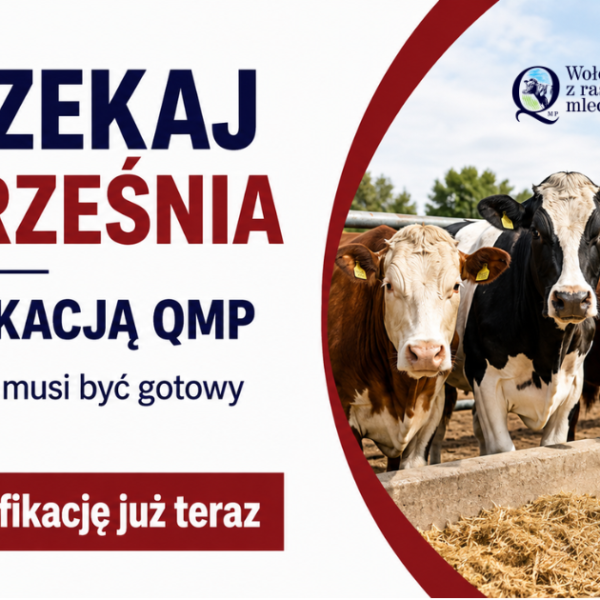 Baner informacyjny dotyczący certyfikacji QMP. Po lewej stronie znajduje się napis: „Nie czekaj do września z certyfikacją QMP. Certyfikat QMP musi być gotowy do 30 września. Umów certyfikację już teraz”. Po prawej stronie widoczne jest zdjęcie pięciu krów stojących przy paśniku na terenie gospodarstwa. W górnej części znajdują się logotypy programów „Wołowina z ras mlecznych QMP” oraz „Wołowina z ras mięsnych QMP”, a w prawym dolnym rogu oznaczenie „#FunduszePromocji”.